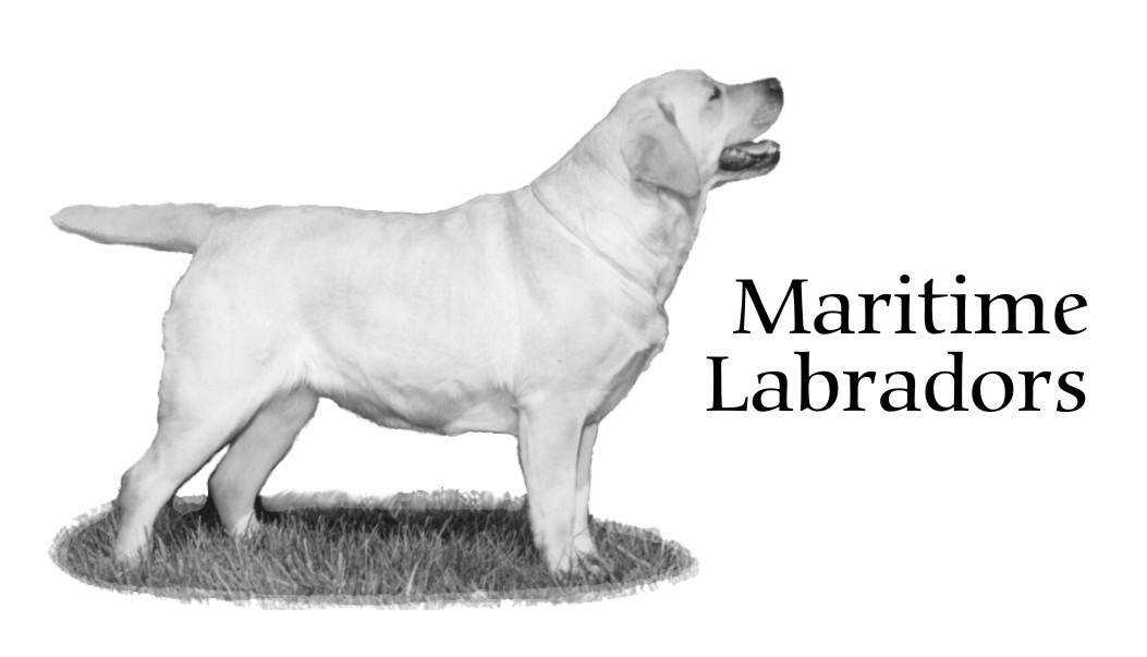 Maritime Labradors